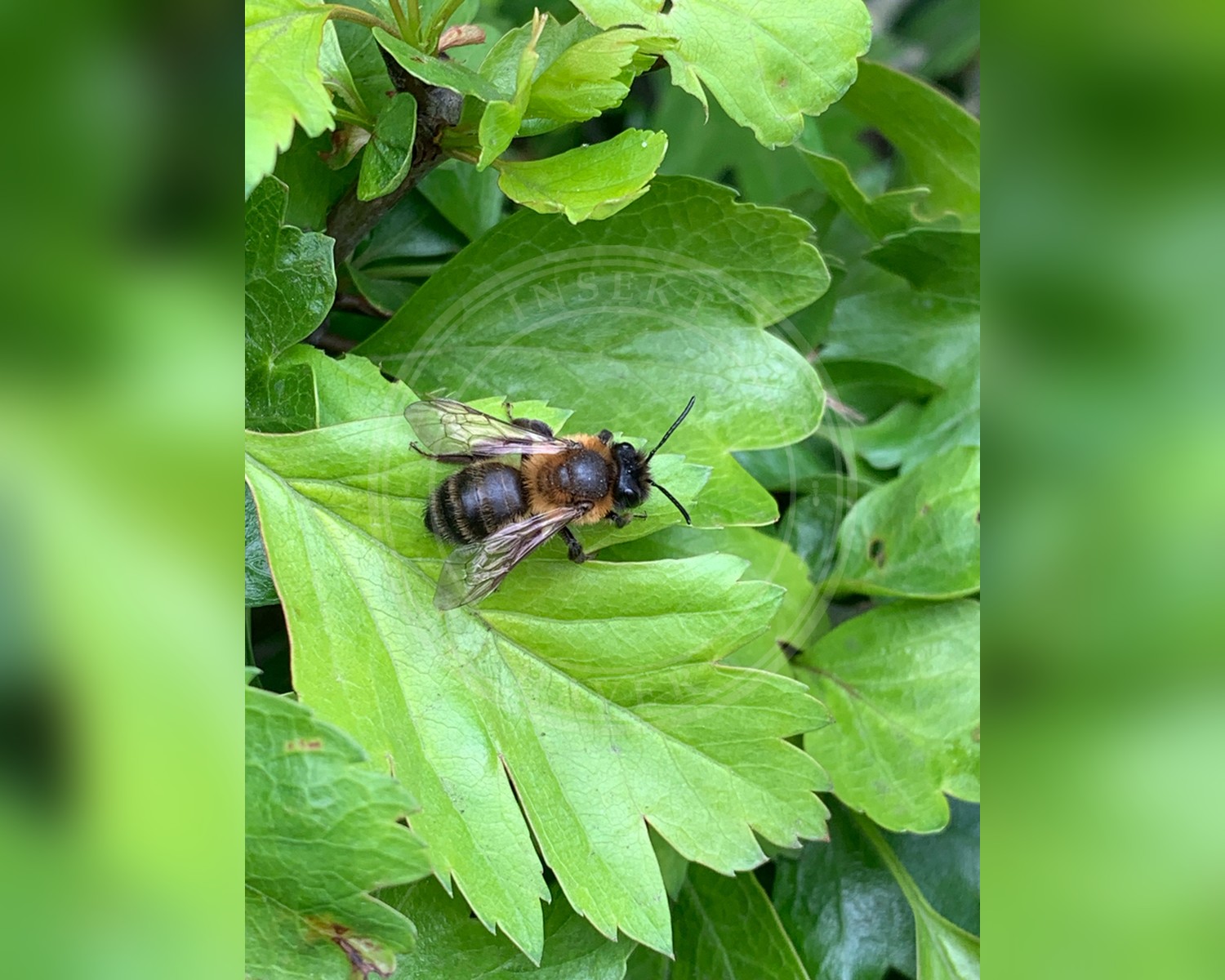 Her ses et billede af arten Tjørnejordbi (Andrena carantonica). Fotoet er taget af lesleytotten og hentet fra iNaturalist (CC BY).