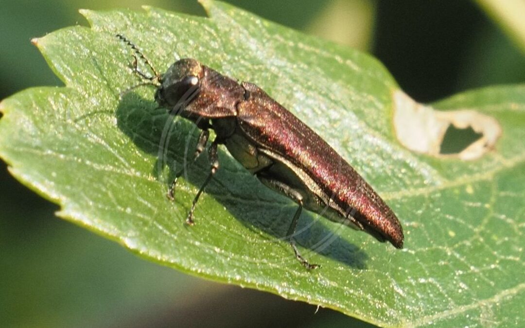 Her ses et billede af arten Tjørnepragtbille (Agrilus sinuatus). Fotoet er taget af Michael Knapp og hentet fra iNaturalist (CC BY).