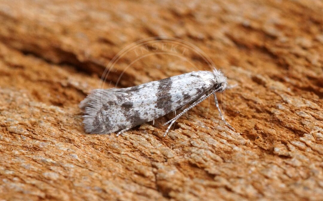 Her ses et billede af arten Tjørnespindemøl (Scythropia crataegella). Fotoet er taget af Ben Sale og hentet fra Wikimedia Commons (CC BY 2.0).