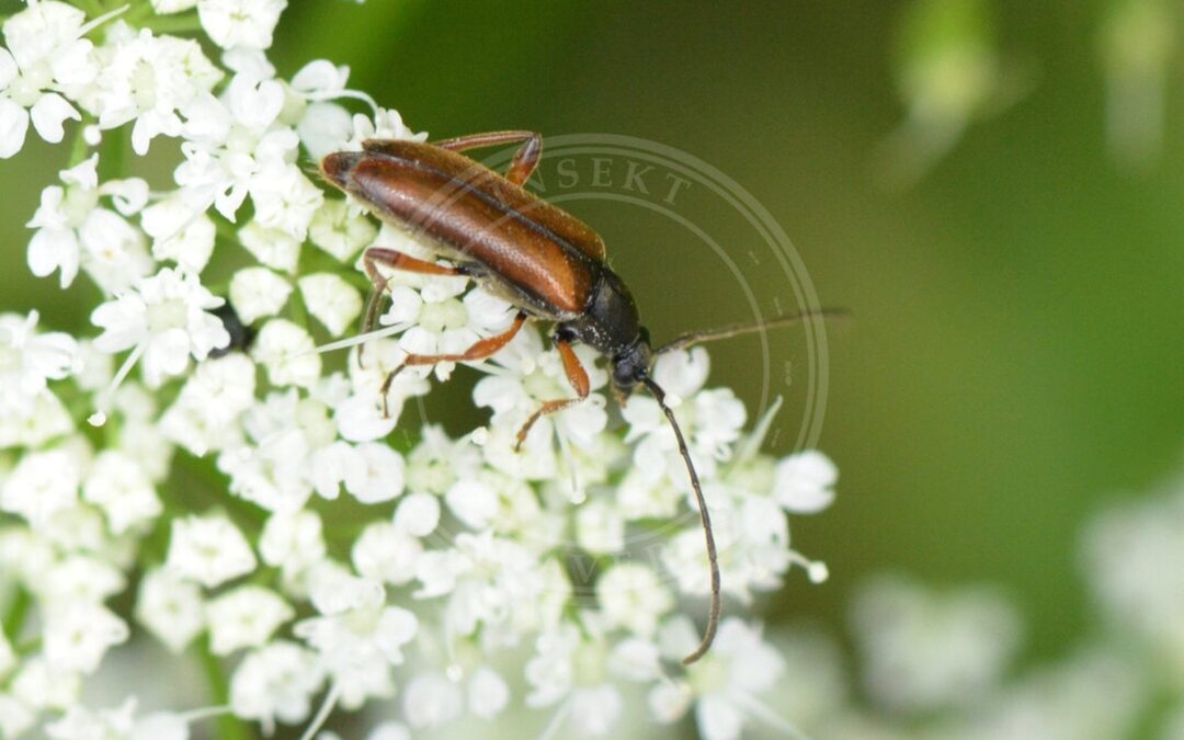 Her ses et billede af arten Tobaksfarvet Blomsterbuk (Alosterna tabacicolor). Billedet er hentet fra iNaturalist (CC0).