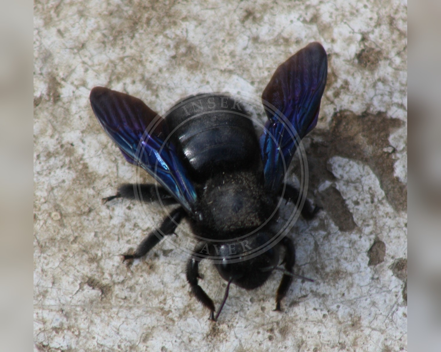 Her ses et billede af arten Tømrerbi (Xylocopa violacea). Fotoet er taget af Peter Frank og hentet fra Wikimedia Commons (CC BY 3.0).