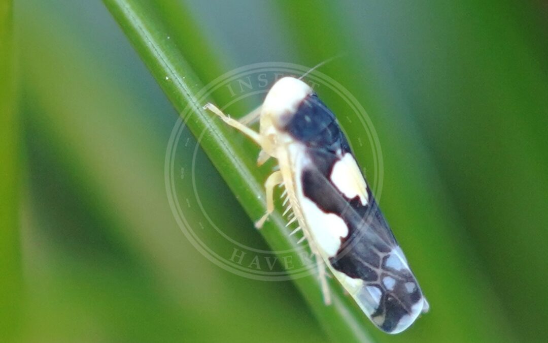 Her ses et billede af arten Tørbundsmikrocikade (Eupteryx notata). Fotoet er taget af AfroBrazilian og hentet fra Wikimedia Commons (CC BY-SA 4.0).