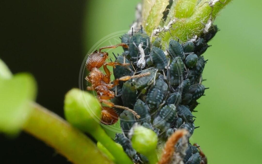 Her ses et billede af arten Tørstetræbladlus (Aphis frangulae). Fotoet er taget af Alexis Tinker-Tsavalas og hentet fra iNaturalist (CC BY).
