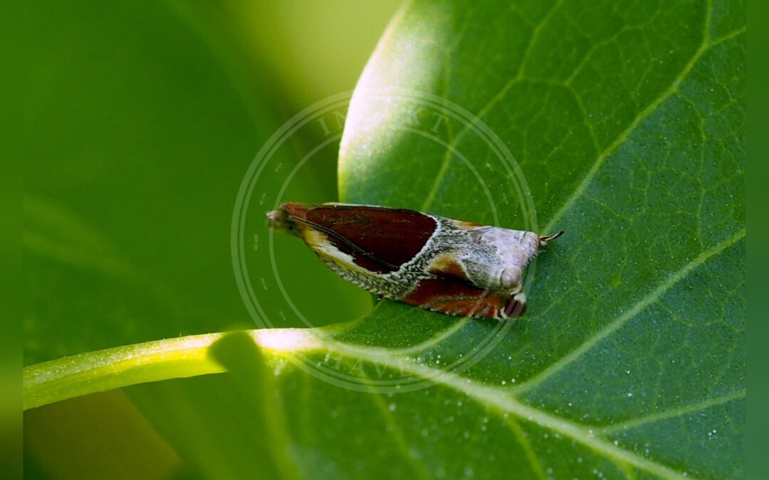Her ses et billede af arten Tørstseglvikler (Ancylis unculana). Fotoet er taget af Lorin Timaeus og hentet fra Wikimedia Commons (CC BY 4.0).