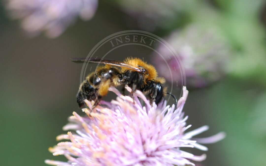Tofarvet Jordbi – Andrena bicolor