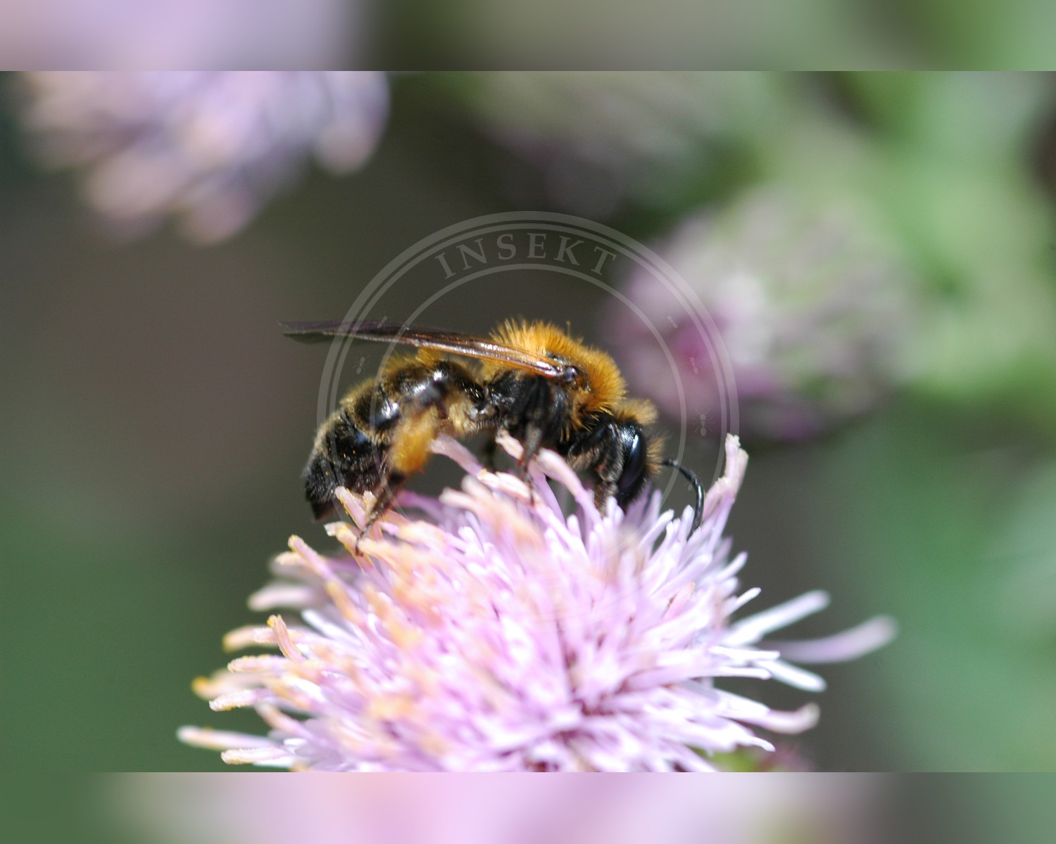 Her ses et billede af arten Tofarvet Jordbi (Andrena bicolor). Fotoet er taget af Vera Buhl og hentet fra Wikimedia Commons (CC BY-SA 3.0).