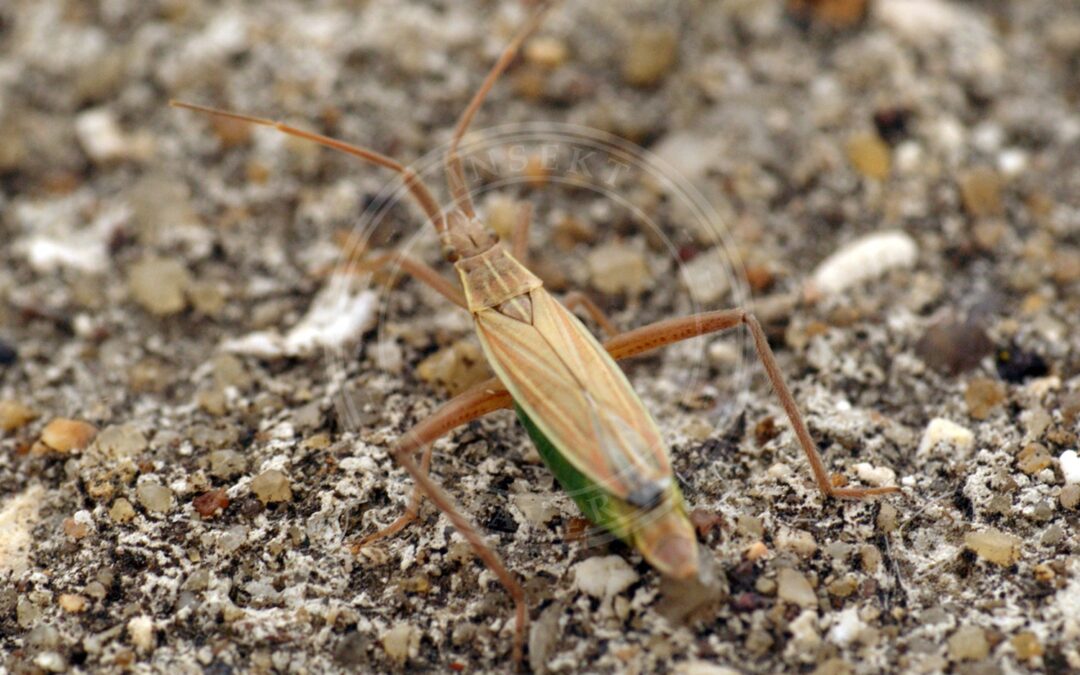 Her ses et billede af arten Tofaset Græstæge (Notostira elongata). Fotoet er taget af Ben Sale og hentet fra Wikimedia Commons (CC BY 2.0).