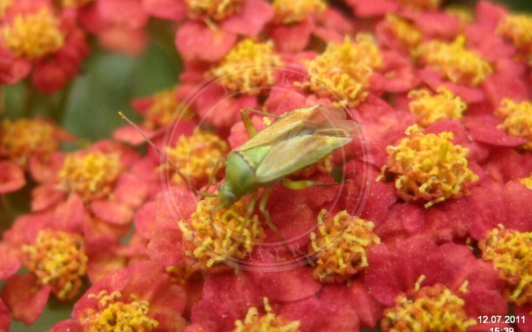 Her ses et billede af arten Toplettet Bederoetæge (Closterotomus norwegicus). Fotoet er taget af David Short og hentet fra Wikimedia Commons (CC BY 2.0).