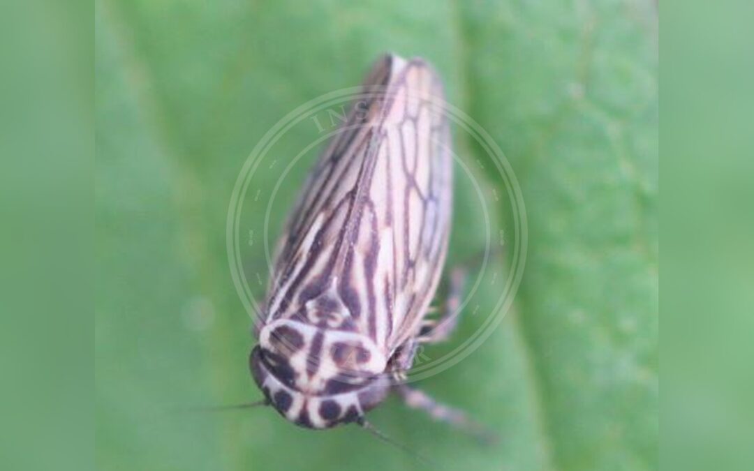 Her ses et billede af arten Toplettet Cikade (Anaceratagallia venosa). Fotoet er taget af Slimguy og hentet fra Wikimedia Commons (CC BY 4.0).