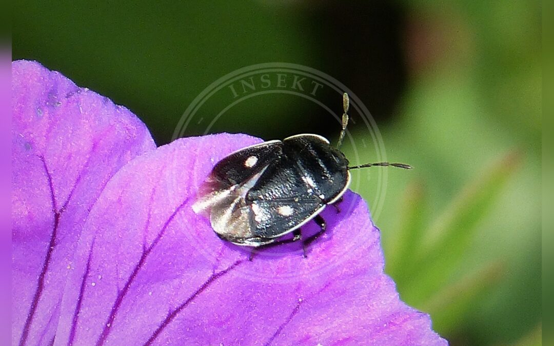 Her ses et billede af arten Toplettet Tornben (Adomerus biguttatus). Fotoet er taget af gailhampshire from Cradley, Malvern, U.K og hentet fra Wikimedia Commons (CC BY 2.0).