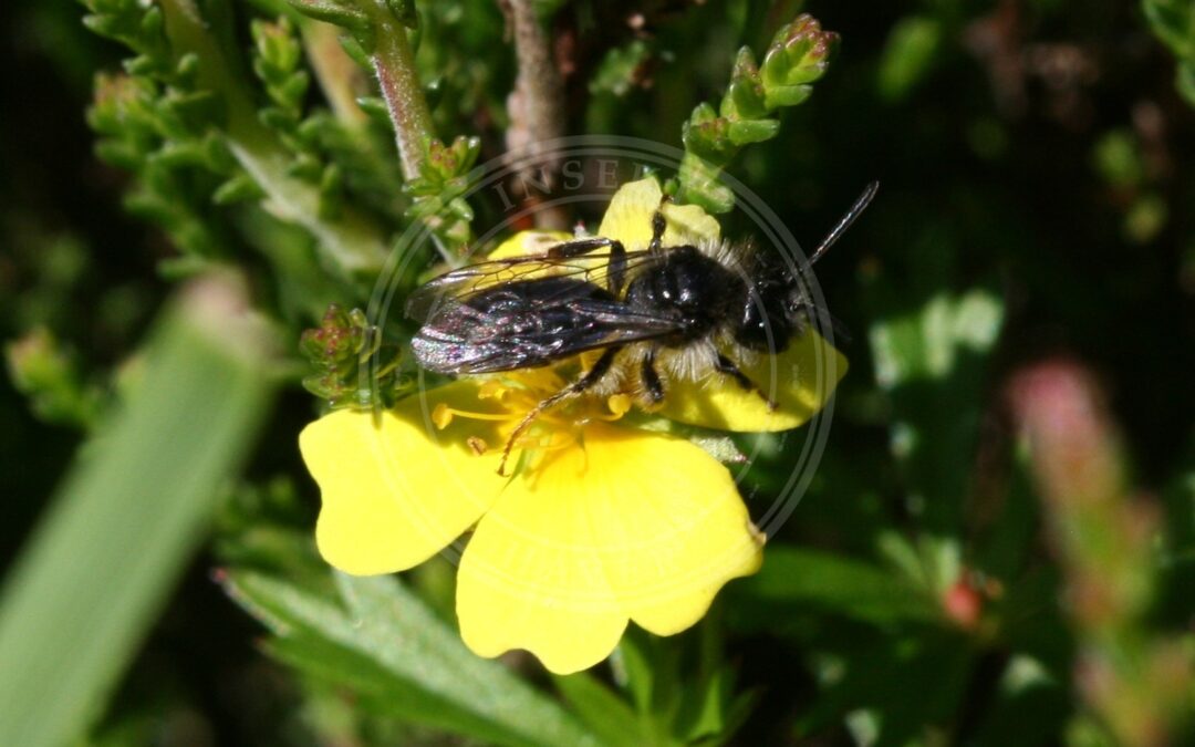 Her ses et billede af arten Tormentiljordbi (Andrena tarsata). Fotoet er taget af Sandy Rae og hentet fra Wikimedia Commons (CC BY-SA 3.0).