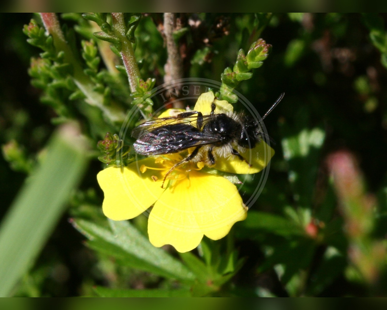 Her ses et billede af arten Tormentiljordbi (Andrena tarsata). Fotoet er taget af Sandy Rae og hentet fra Wikimedia Commons (CC BY-SA 3.0).