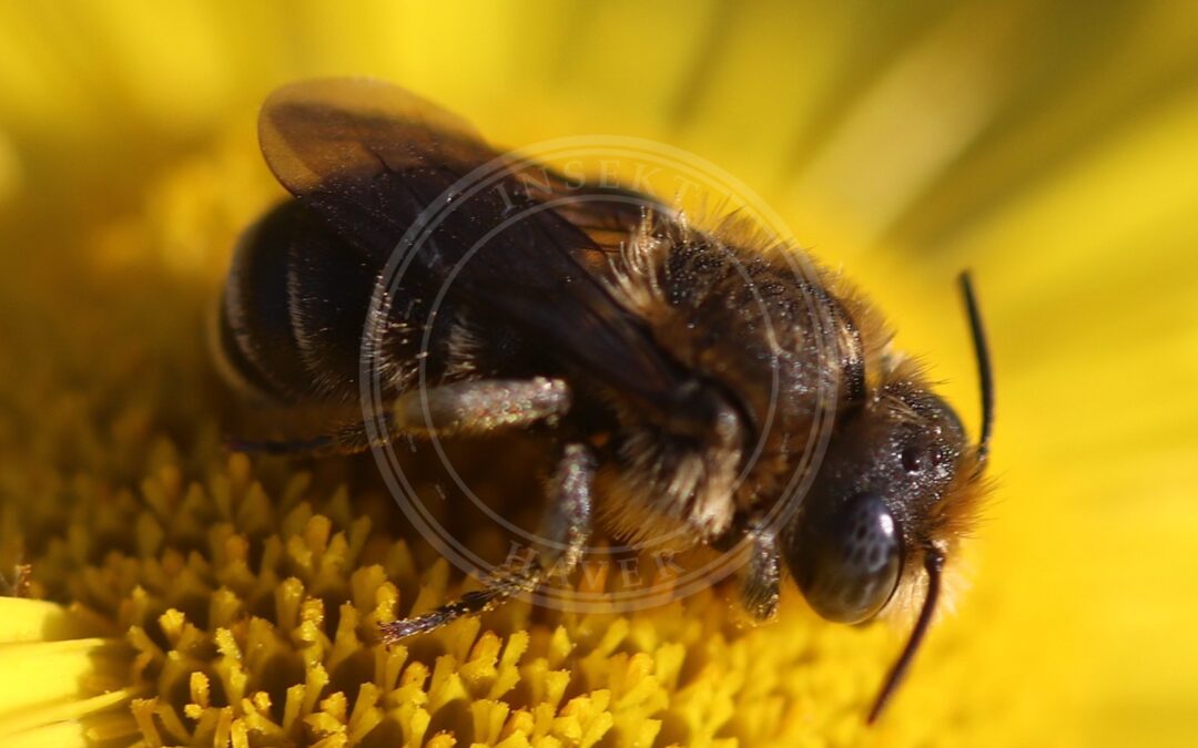 Tornbi – Osmia spinulosa
