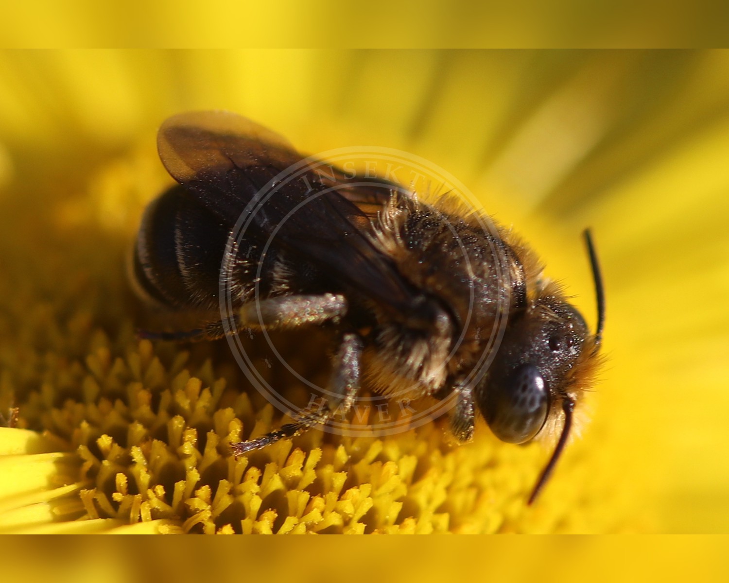 Her ses et billede af arten Tornbi (Osmia spinulosa). Fotoet er taget af Michel Langeveld og hentet fra Wikimedia Commons (CC BY-SA 4.0).