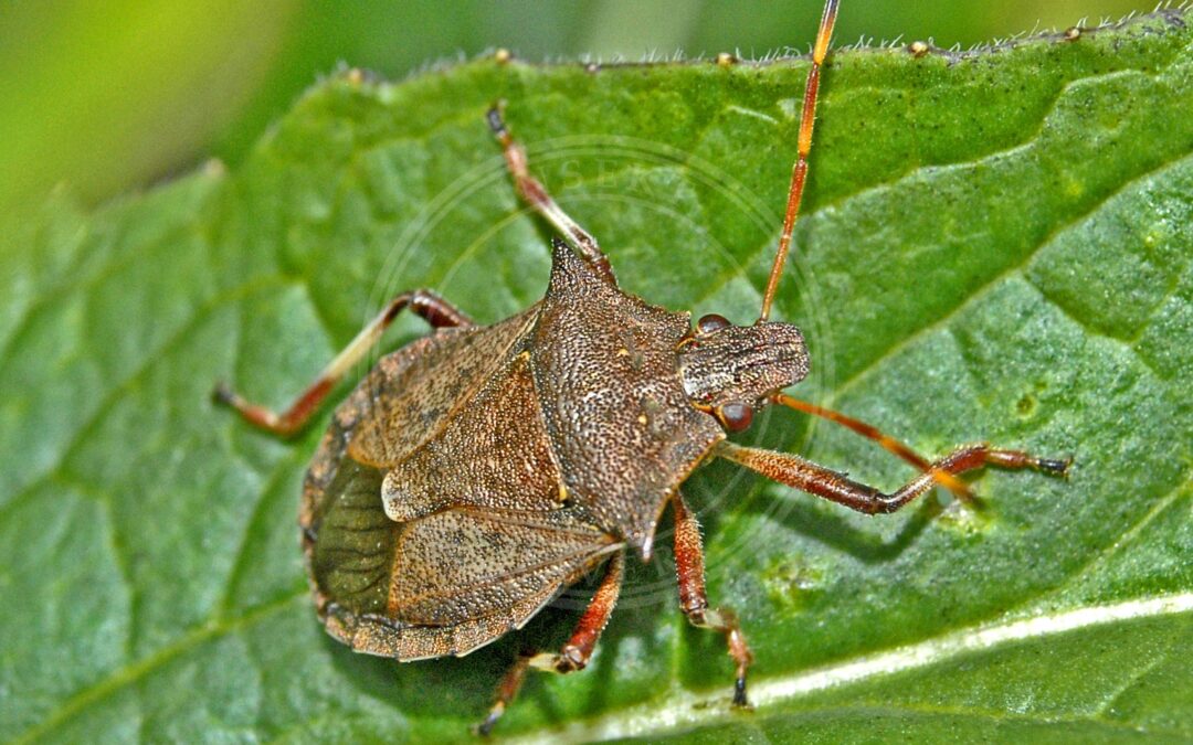 Her ses et billede af arten Torntæge (Picromerus bidens). Fotoet er taget af Hectonichus og hentet fra Wikimedia Commons (CC BY-SA 4.0).