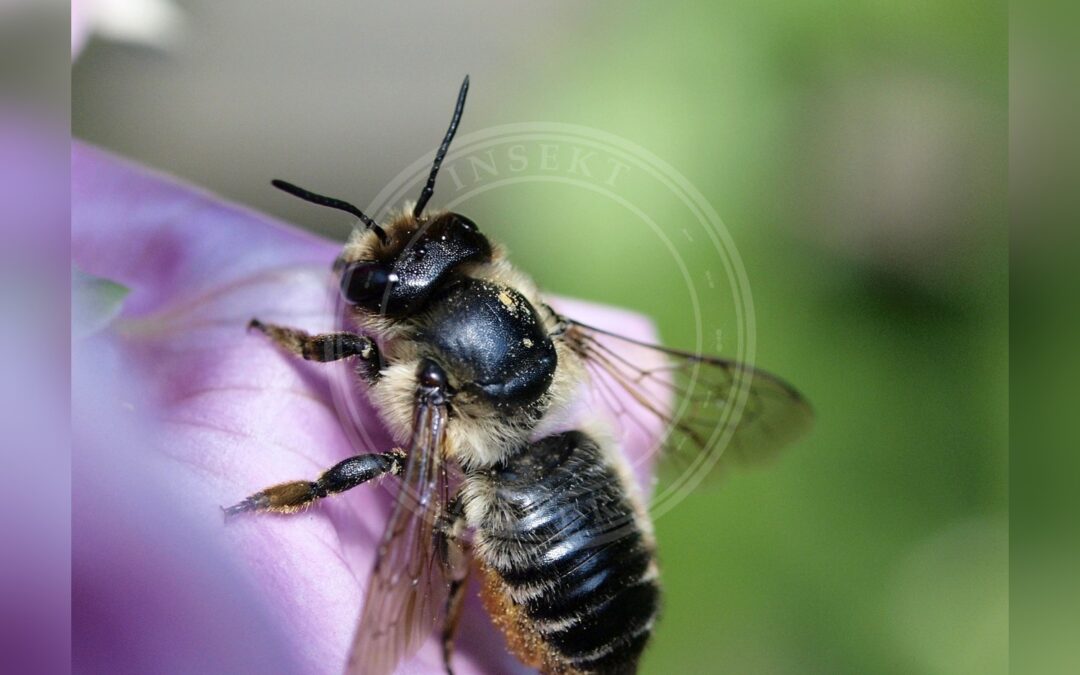 Træboende Bladskærerbi – Megachile willughbiella