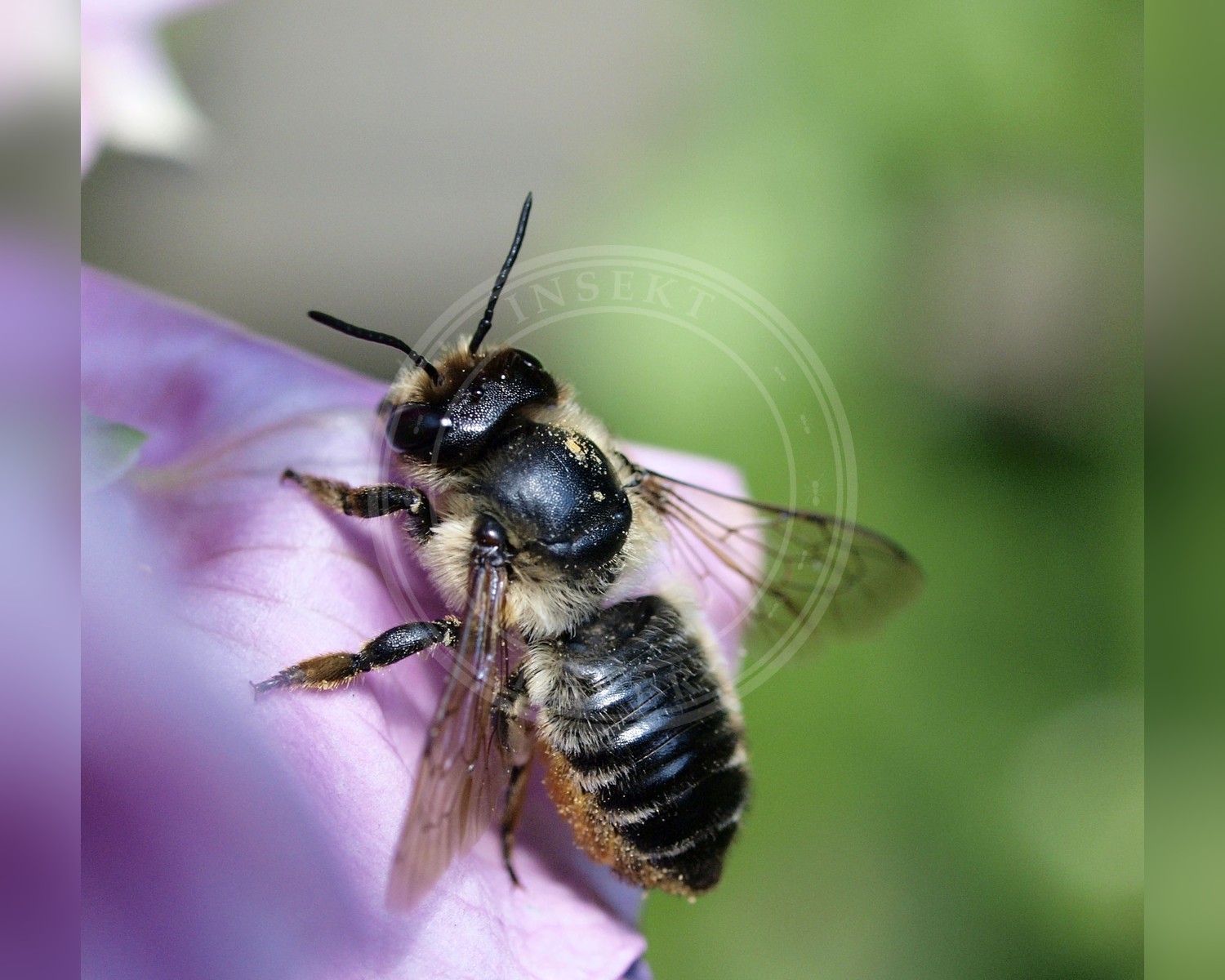 Her ses et billede af arten Træboende Bladskærerbi (Megachile willughbiella). Fotoet er taget af linsepatron (Line Sabroe) og hentet fra Wikimedia Commons (CC BY 2.0).