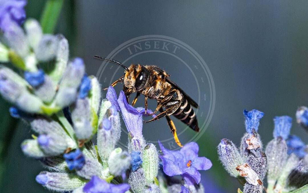 Trækeglebi – Coelioxys alatus