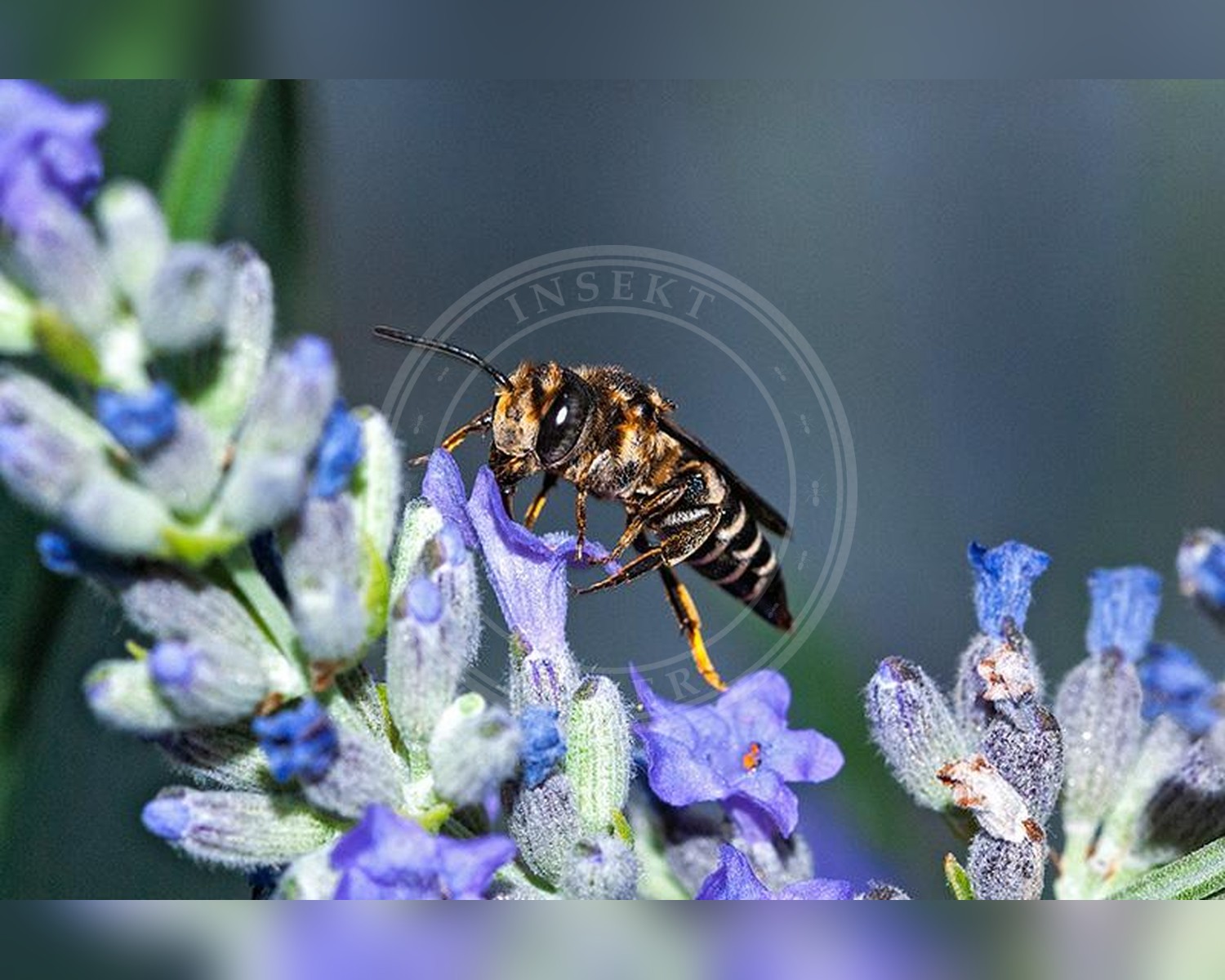 Her ses et billede af arten Trækeglebi (Coelioxys alatus). Fotoet er taget af Danilo Ugrnov og hentet fra Wikimedia Commons (CC BY 4.0).