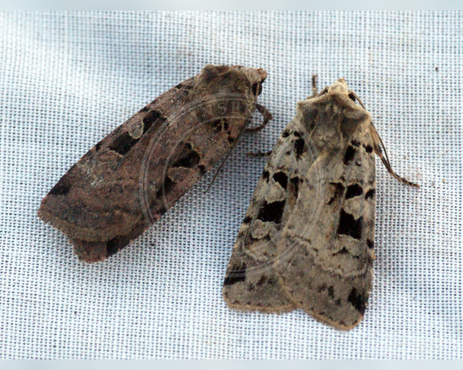 Her ses et billede af arten Trapez-Glansugle (Xestia ditrapezium). Fotoet er taget af Ben Sale og hentet fra Wikimedia Commons (CC BY 2.0).