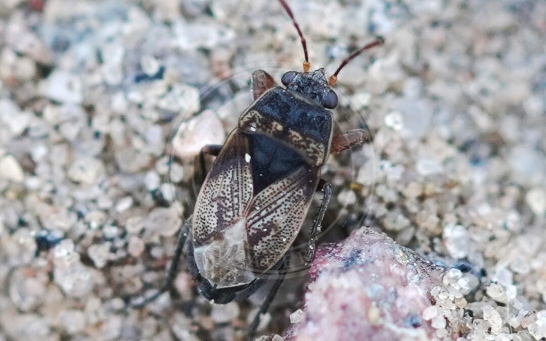Her ses et billede af arten Trapezonotus desertus. Fotoet er taget af AfroBrazilian og hentet fra Wikimedia Commons (CC BY-SA 4.0).