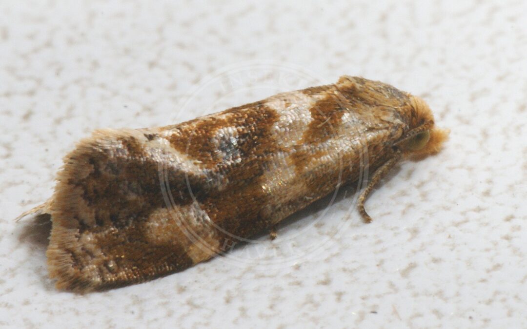 Her ses et billede af arten Trehagevikler (Gynnidomorpha vectisana). Fotoet er taget af Ilia Ustyantsev og hentet fra Wikimedia Commons (CC BY-SA 2.0).