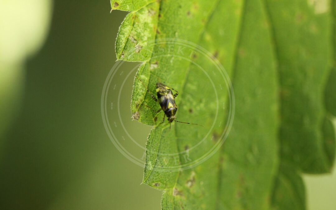 Her ses et billede af arten Treplettet Nældetæge (Liocoris tripustulatus). Fotoet er taget af Slimguy og hentet fra Wikimedia Commons (CC BY-SA 4.0).
