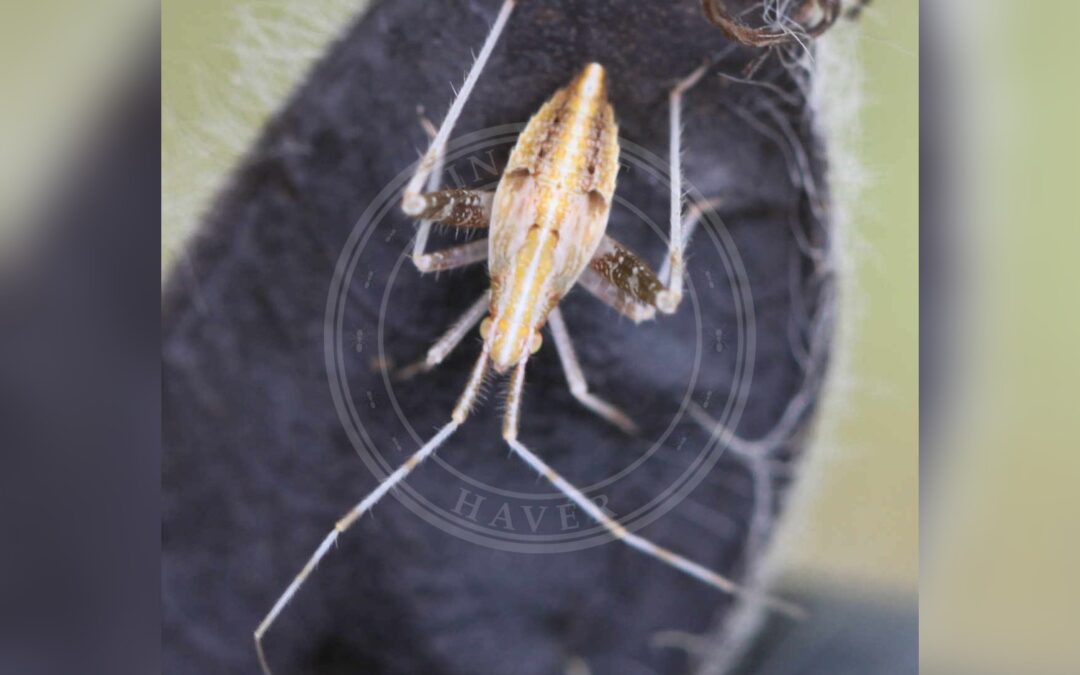 Her ses et billede af arten Trestribet Tæge (Phytocoris varipes). Fotoet er taget af Slimguy og hentet fra Wikimedia Commons (CC BY 4.0).