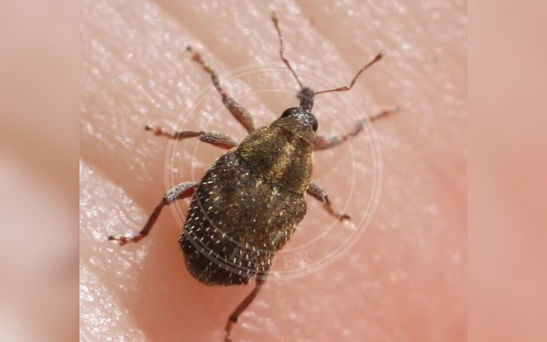 Trichosirocalus troglodytes – Trichosirocalus troglodytes