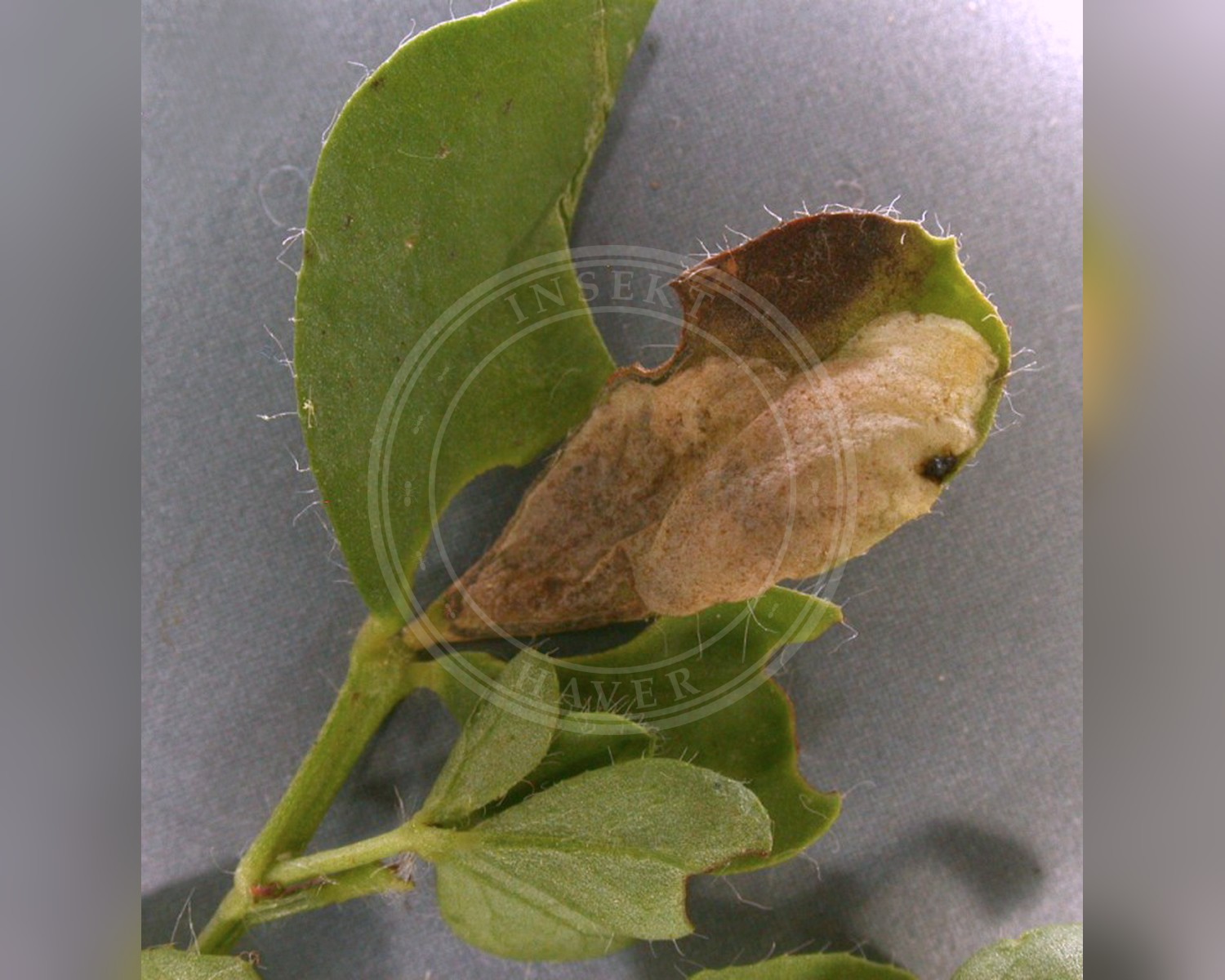 Her ses et billede af arten Trifurcula cryptella. Fotoet er taget af Janet Graham og hentet fra Wikimedia Commons (CC BY 2.0).