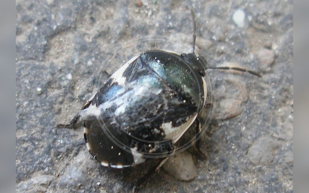 Her ses et billede af arten Tritomegas sexmaculatus. Fotoet er taget af Anders Sandberg og hentet fra Wikimedia Commons (CC BY 2.0).