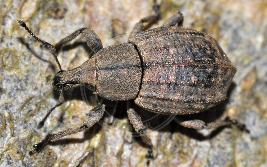 Tropiphorus elevatus – Tropiphorus elevatus