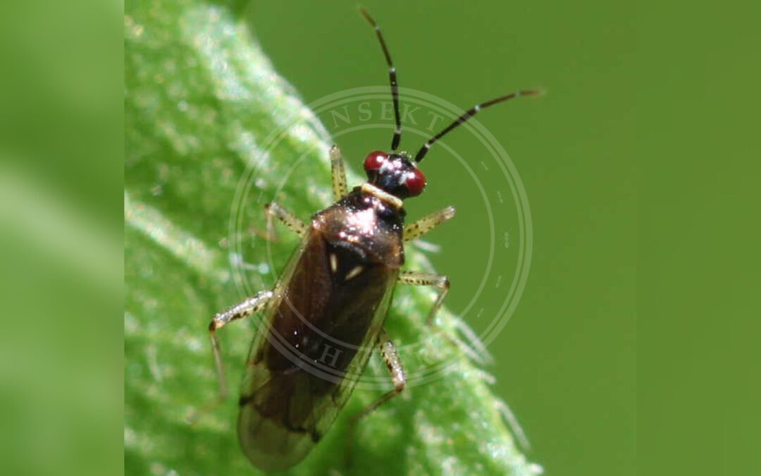 Her ses et billede af arten Tværrynket Blomstertæge (Dicyphus globulifer). Fotoet er taget af Slimguy og hentet fra Wikimedia Commons (CC BY 4.0).