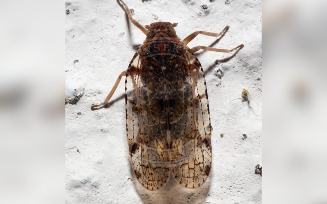 Her ses et billede af arten Tværstribet Buskcikade (Cixius nervosus). Fotoet er taget af Luis Miguel Bugallo Sánchez og hentet fra Wikimedia Commons (CC BY-SA 3.0).