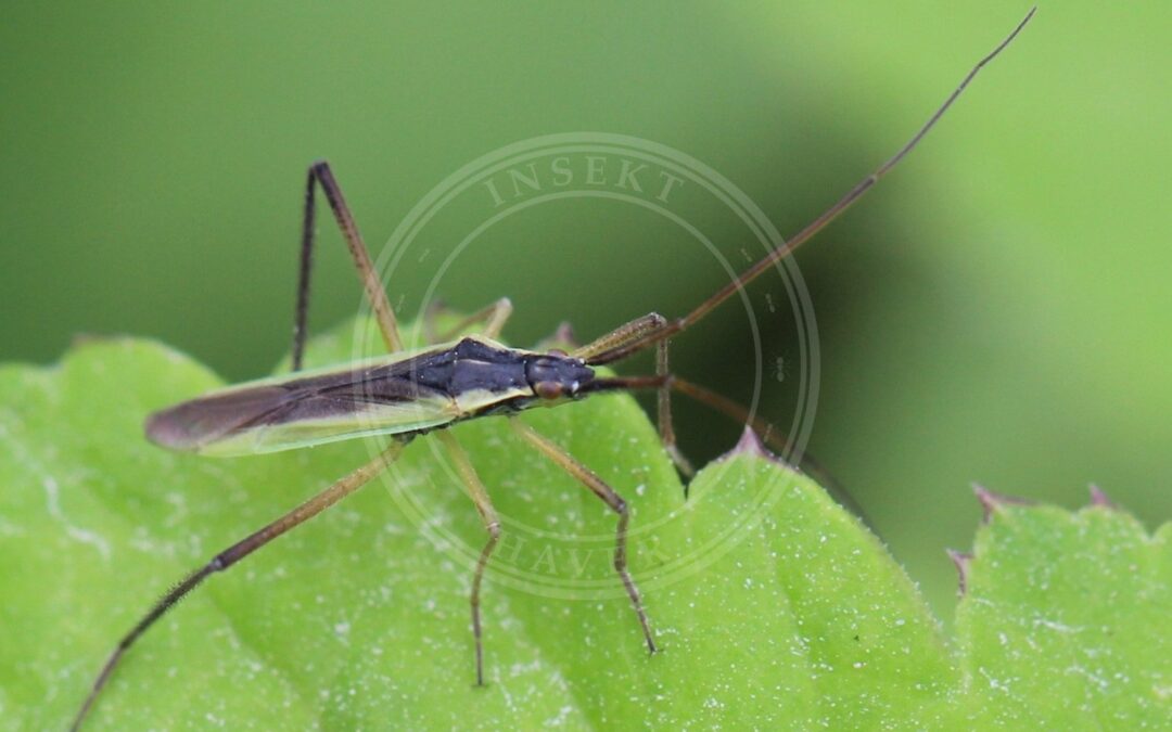 Her ses et billede af arten Tvillingegræstæge (Notostira erratica). Fotoet er taget af AfroBrazilian og hentet fra Wikimedia Commons (CC BY-SA 4.0).