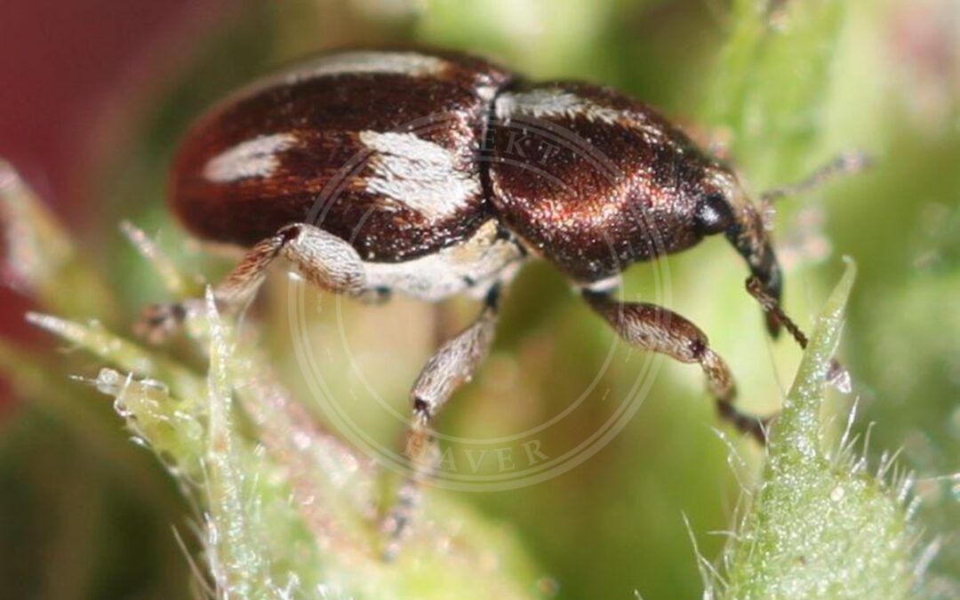 Her ses et billede af arten Tychius quinquepunctatus. Fotoet er taget af Slimguy og hentet fra Wikimedia Commons (CC BY 4.0).