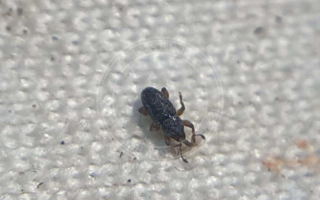 Her ses et billede af arten Tychius stephensi. Fotoet er taget af Tóth Norbert og hentet fra izeltlabuak.hu observations validated to species level (CC-BY).