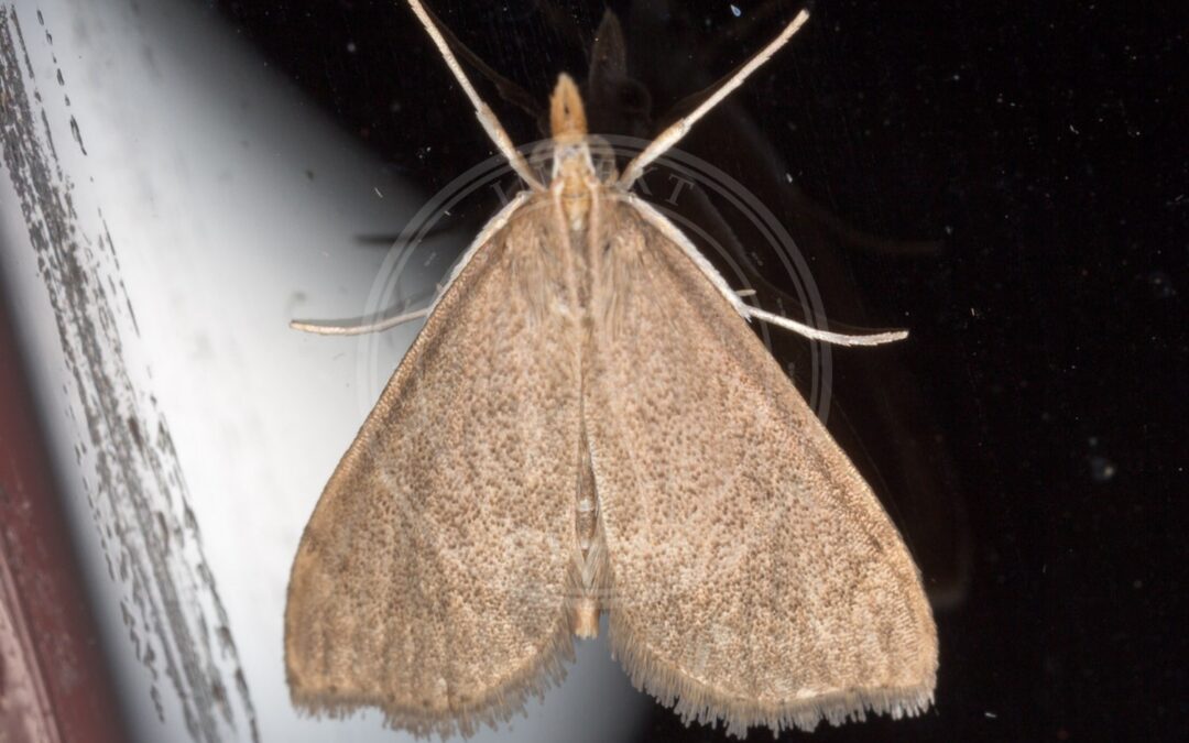 Udea accolalis – Udea accolalis