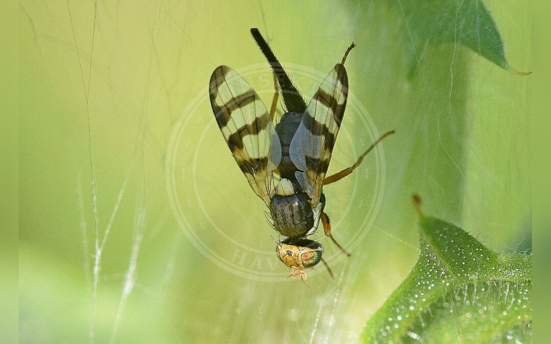 Her ses et billede af arten Urophora cuspidata. Fotoet er taget af Kostas Zontanos og hentet fra iNaturalist (CC-BY).