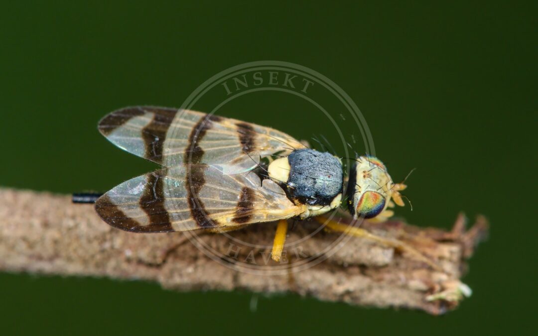 Urophora jaceana