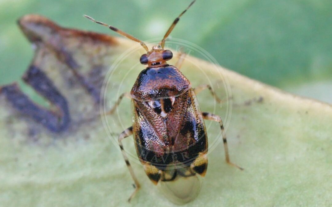 Her ses et billede af arten Urteblomstertæge (Deraeocoris punctulatus). Fotoet er taget af Entomart.Be og hentet fra Wikimedia Commons (Attribution).