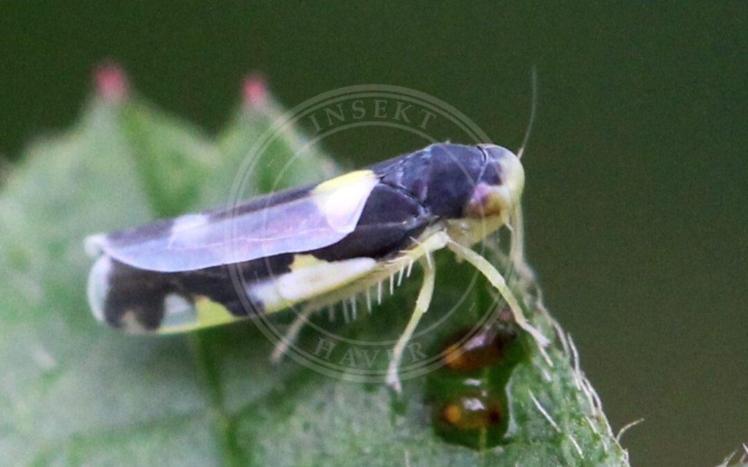 Her ses et billede af arten Vådbundsmikrocikade (Eupteryx vittata). Fotoet er taget af AfroBrazilian og hentet fra Wikimedia Commons (CC BY-SA 4.0).