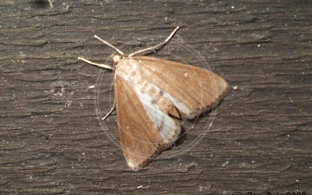 Vandpesthalvmøl – Parapoynx stratiotata