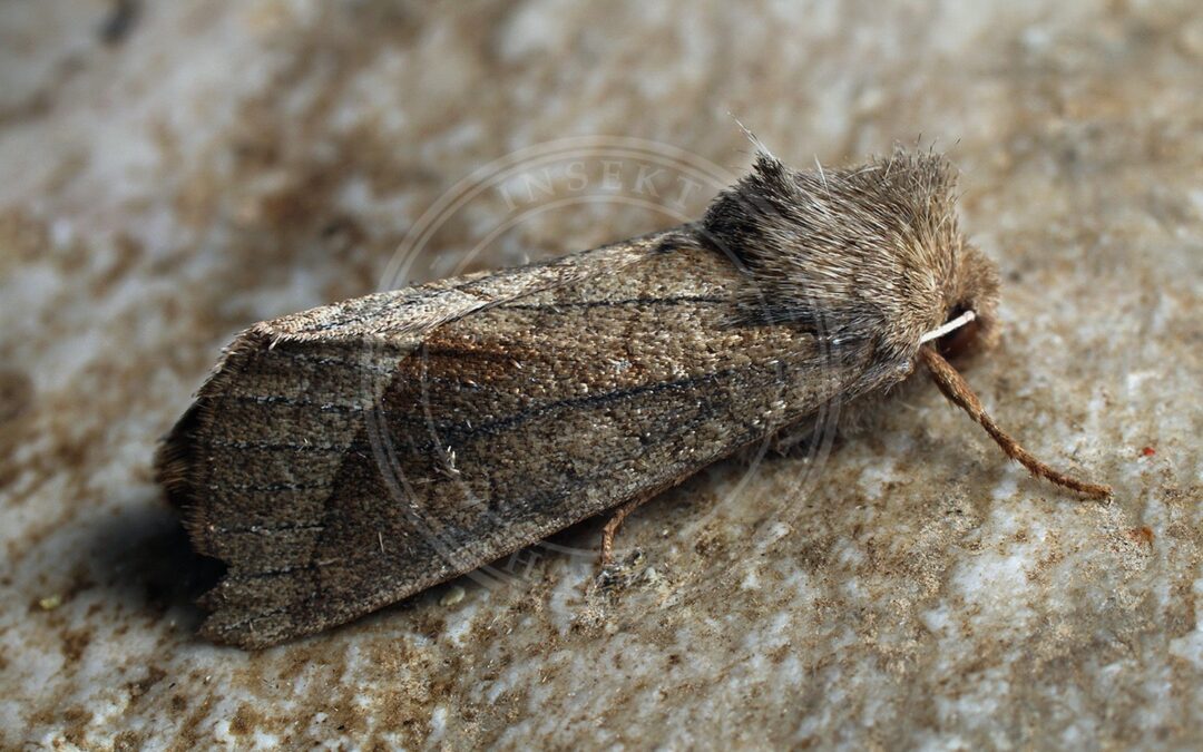 Her ses et billede af arten Vandskræppe-Stængelugle (Hydraecia ultima). Fotoet er taget af Ilia Ustyantsev og hentet fra Wikimedia Commons (CC BY-SA 2.0).