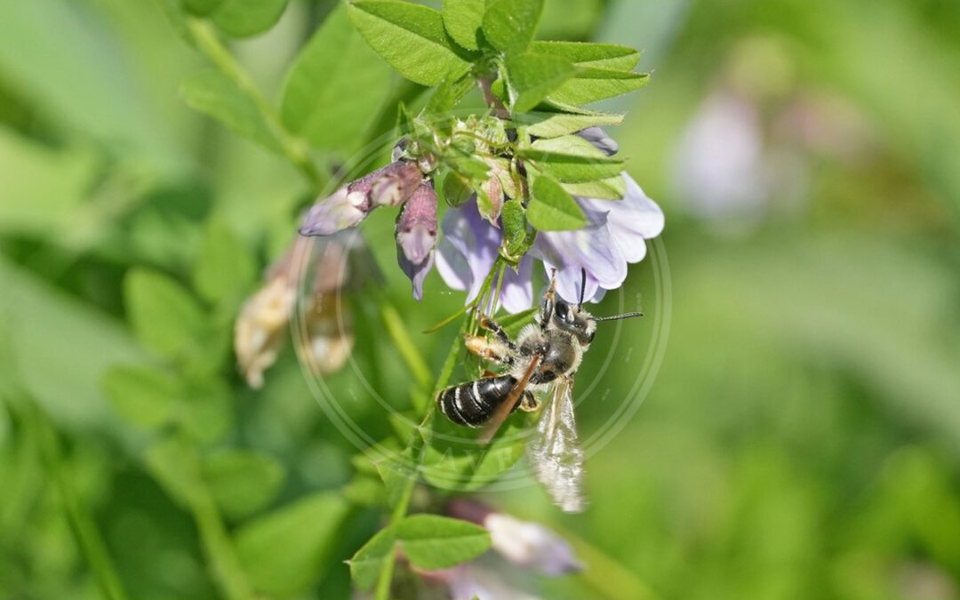 Vikkejordbi – Andrena lathyri