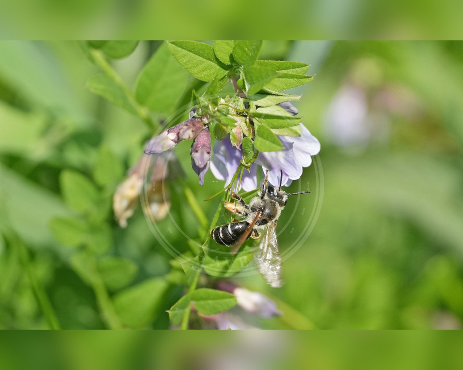Her ses et billede af arten Vikkejordbi (Andrena lathyri). Fotoet er taget af Julia Moning og hentet fra iNaturalist (CC BY).