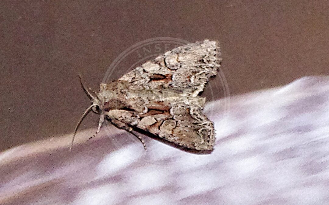 Her ses et billede af arten Vinrød Grønsagsugle (Lacanobia thalassina). Fotoet er taget af Георгий Виноградов (Georgy Vinogradov) og hentet fra iNaturalist (CC BY).