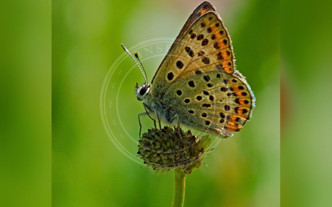 Violet Ildfugl – Lycaena alciphron