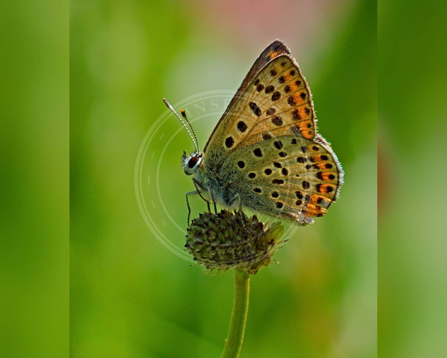 Her ses et billede af arten Violet Ildfugl (Lycaena alciphron). Fotoet er taget af Eichler, Andreas og hentet fra Wikimedia Commons (CC BY-SA 4.0).