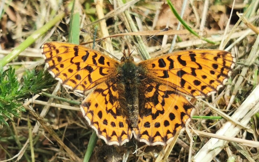 Violet Perlemorsommerfugl – Boloria dia